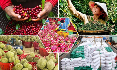 Bài toán nâng tầm chuỗi cung ứng nông sản Việt