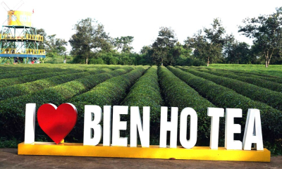 Gia Lai: Giữ 62 ha chè “di sản” để phát triển du lịch