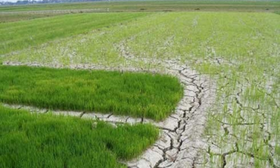 Hạn hán, xâm nhập mặn gia tăng, khuyến cáo không gieo trồng khi thiếu nước