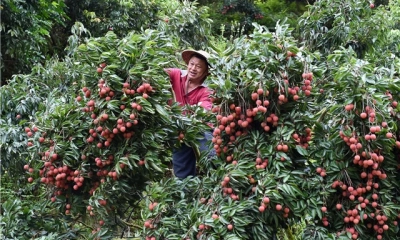 Vải đầu vụ giá tăng cao
