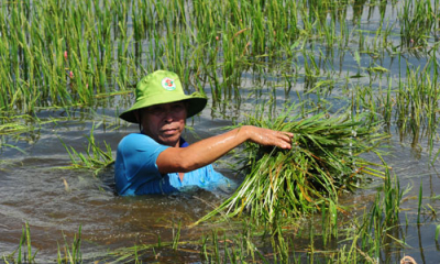 Mưa lớn làm 1 người bị thương và nhiều thiệt hại tại các địa phương