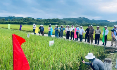 Xã Quỳ Hợp đánh giá đầu bờ giống lúa lai SYN18 đạt năng suất cao 2026