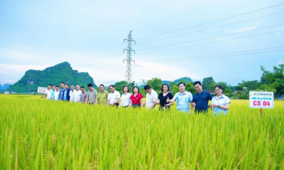 Tam Hợp - Nghệ An: Hội thảo đánh giá hiệu quả giống lúa CS04  trong sản xuất