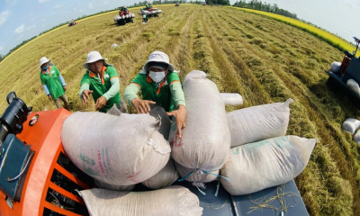 Gạo Việt duy trì lợi thế trên thị trường xuất khẩu