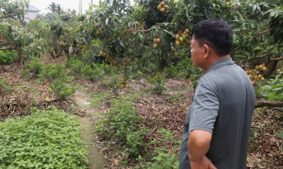 Vải Thanh Hà tìm lối đi giữa hữu cơ và vô cơ