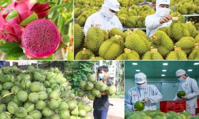 Những tín hiệu tích cực trên đường đua 10 tỷ USD của rau quả Việt