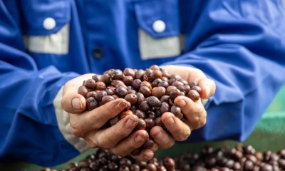 Giá cà phê tiến sát mốc 90.000 đồng/kg