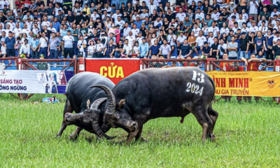 Lễ hội chọi trâu Đồ Sơn 2026: Khôi phục vòng đấu loại sau 8 năm gián đoạn