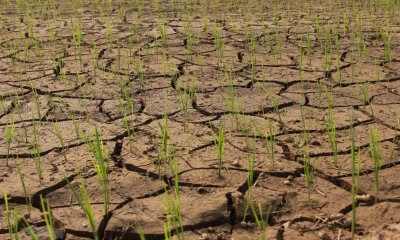 Sản xuất trồng trọt phía Nam chủ động ứng phó El Nino