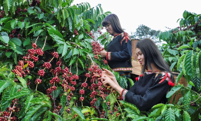 Lo ngại nguồn cung giá cà phê tăng trở lại