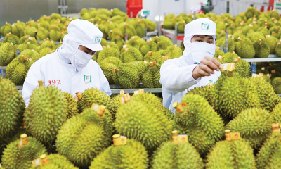 Xuất khẩu sầu riêng tăng tốc, có thể thu gần 1 tỷ USD mỗi tháng