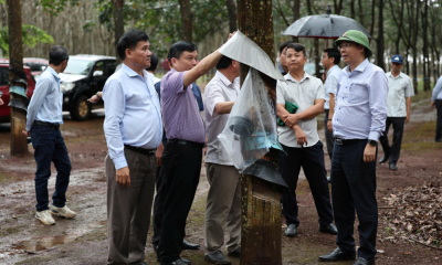 Cao su Chư Sê: Giữ dòng mủ cao su giữa mùa mưa dầm Tây Nguyên