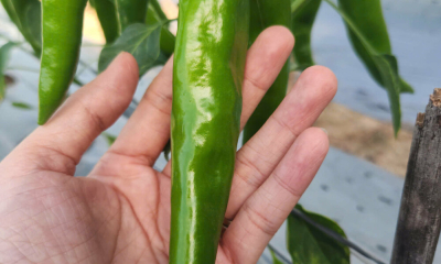 CJ và KOICA tiếp tục đồng hành cùng vùng nguyên liệu ớt Ninh Thuận