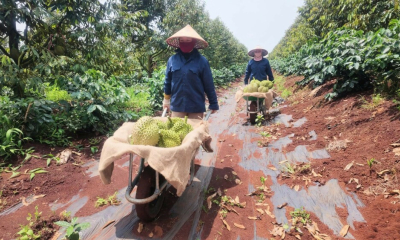 Sản lượng sầu riêng năm 2026 của HAGL tăng trưởng ấn tượng