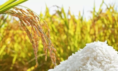 Giá lúa gạo tại Đồng bằng sông Cửu Long chững nhịp