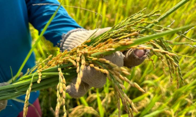 Lợi ích kép từ mô hình canh tác lúa giảm phát thải khí nhà kính