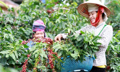 Biến vỏ cà phê thành “vàng”: Khi phế phẩm trở thành lợi thế cạnh tranh xuất khẩu