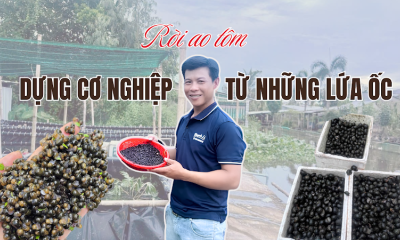 Rời ao tôm, dựng cơ nghiệp từ những lứa ốc
