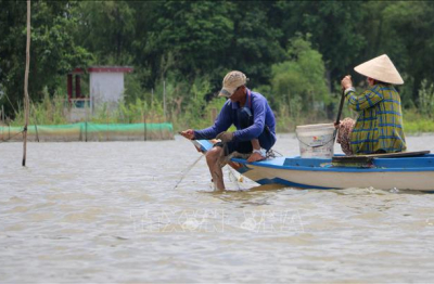 Mùa cá ở đầu nguồn châu thổ sông Cửu Long