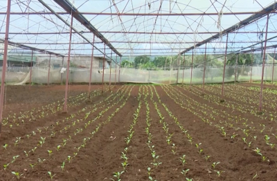 Sơn La: phấn đấu có 20 vùng nông nghiệp ứng dụng công nghệ cao