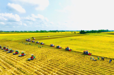 Câu chuyện lúa gạo