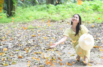 Mùa bướm ở Vườn quốc gia Cúc Phương 'níu chân' du khách