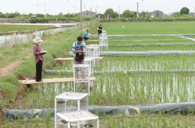 Thí điểm mô hình trồng lúa giảm phát thải khí nhà kính
