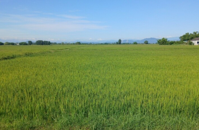  Đồng Tiến (Hà Tĩnh) - Điểm sáng giữa vụ Hè Thu bị sâu bệnh gây hại nghiêm trọng