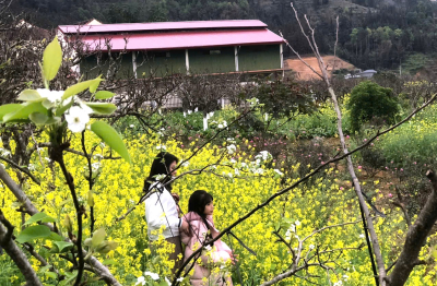 Du khách ‘lạc lối’ trong sắc hoa xuân cao nguyên trắng Bắc Hà