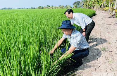 Đề án 1 triệu hecta lúa: Đi đúng hướng, kết quả tích cực