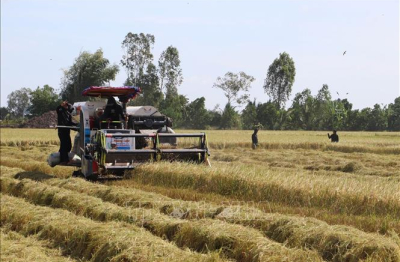 Giá lúa gạo xuất khẩu tiếp tục tăng