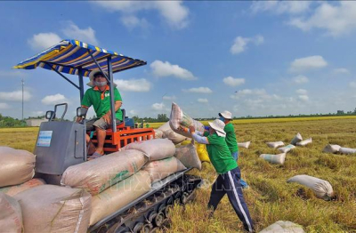 Ngành lúa gạo hướng tới nâng cao quyền định giá và thu nhập cho nông dân