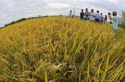 Dấu ấn của nông nghiệp, nông dân, nông thôn Việt Nam sau 40 năm đổi mới