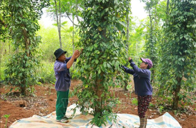 Giá trị kép từ sản xuất hồ tiêu hữu cơ