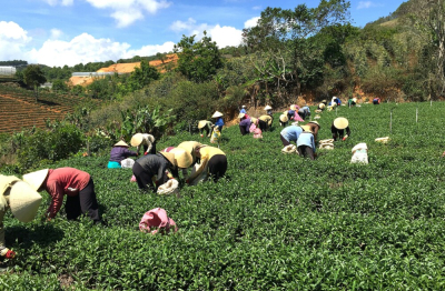  Cơ giới hóa đồng bộ mở đường cho nông nghiệp hiện đại