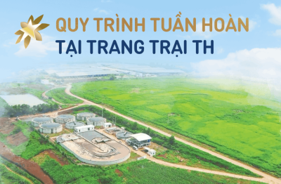 Vòng đời khép kín của chất thải tại Cụm trang trại bò sữa quy mô hàng đầu thế giới