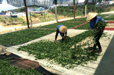 Đổi mới đào tạo chất lượng nguồn nhân lực nông thôn 