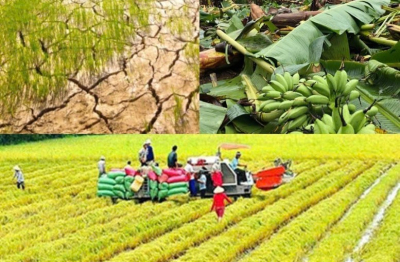 Nâng mức hỗ trợ phí bảo hiểm nông nghiệp