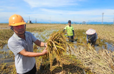 Hộ nghèo, cận nghèo được hỗ trợ tới 95% phí bảo hiểm nông nghiệp