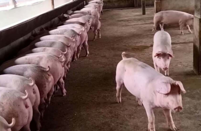 Bảo vệ môi trường gắn với trách nhiệm trong hoạt động chăn nuôi 