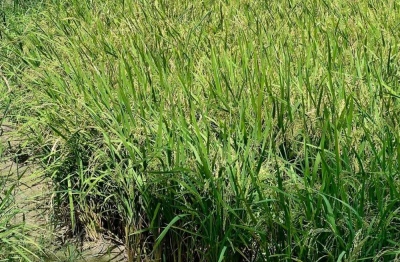 Nâng cao năng lực số hóa quản trị chất lượng lúa gạo tại Đồng bằng sông Cửu Long