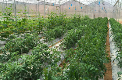 Đề xuất đưa thuế xuất khẩu phân bón về 0%: Cơ hội cho doanh nghiệp Việt?