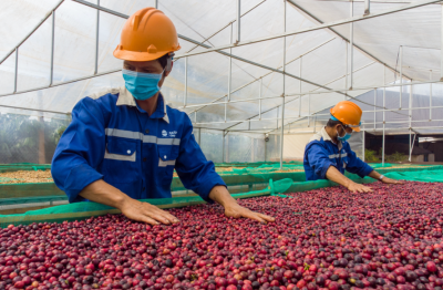 Cà phê sốt giá trên toàn cầu, nông dân Việt Nam thu lãi đậm, nhưng đâu mới là mức giá bền vững?