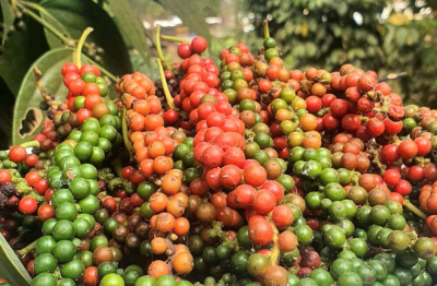 Hồ tiêu bị nhiễm chất sudan: Cảnh báo và giải pháp