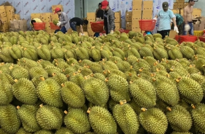 Sầu riêng Thái Lan lao đao