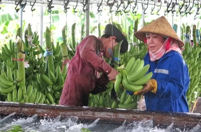Xuất khẩu chuối chính ngạch sang Trung Quốc: Những bước chuyển buộc phải làm