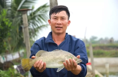 Chông chênh nghề nuôi cá vược