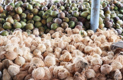 Dừa khô tại Tiền Giang tăng kỷ lục