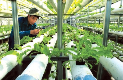 Mở khoá đất đai cho doanh nghiệp nông nghiệp