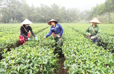 Sản xuất chè liên kết, nông dân hết lo âu
